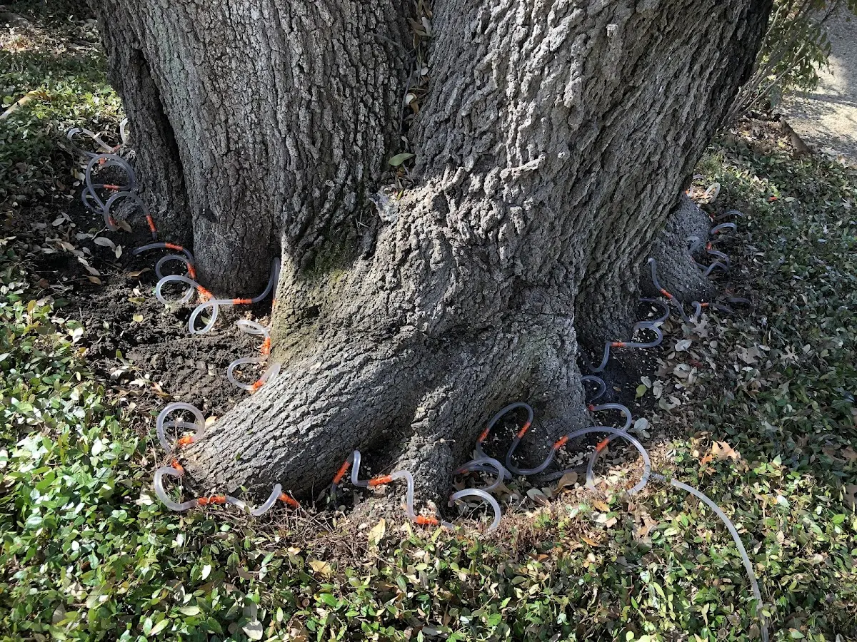Detailed Tree Cabling and Bracing job site in Lake Norden