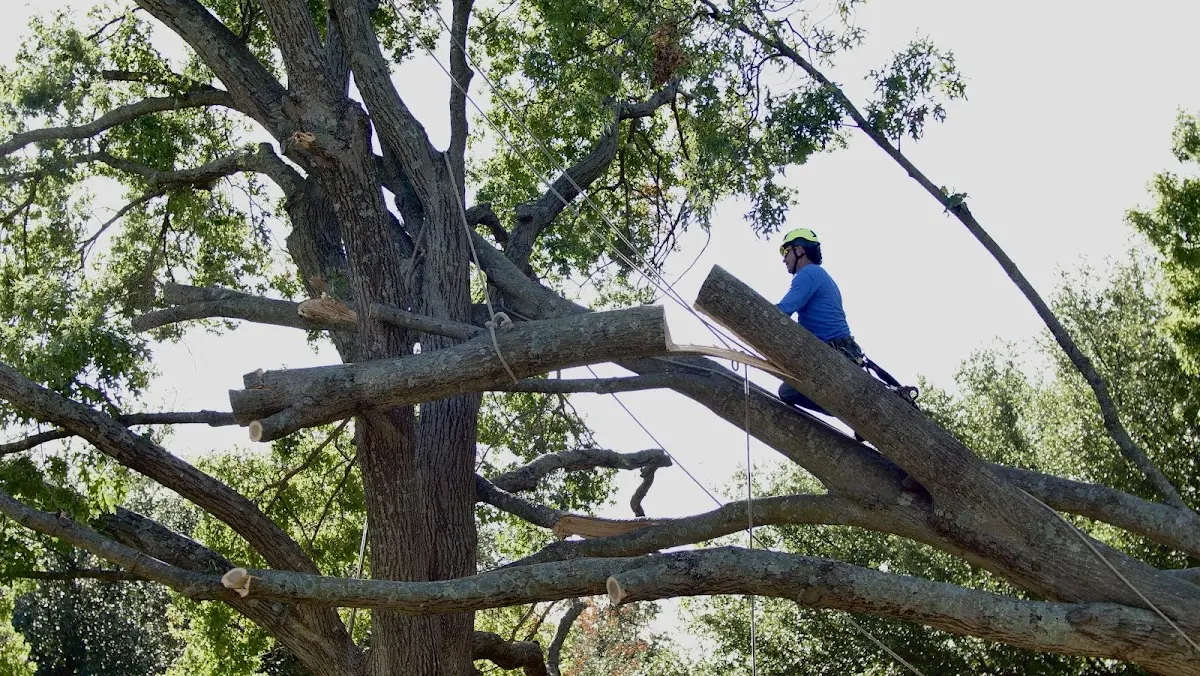 Professional Crown Thinning performed by certified arborists in Lake Norden